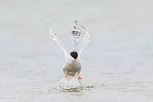 Hirundo: Common Tern