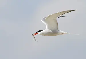 Hirundo: Common Tern