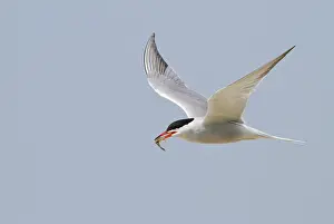 Hirundo: Common Tern