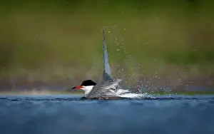 Hirundo: Common Tern