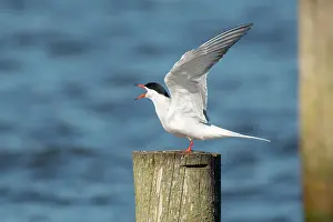 Hirundo: Common Tern