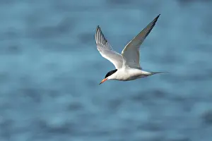 Hirundo: Common Tern