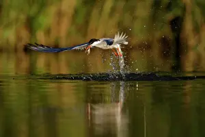Terns: Common Tern