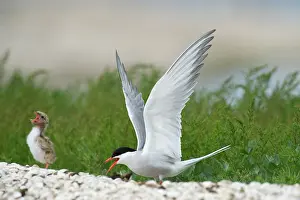 Hirundo: Common Tern