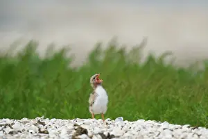 Hirundo: Common Tern