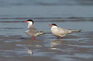 Begging: Common Tern