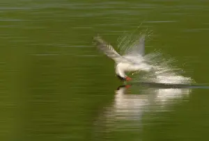 Slow: Common Tern