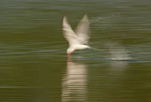 Slow: Common Tern
