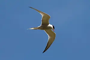 Scilly: Common Tern - adult