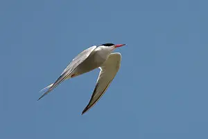 Scilly: Common Tern - adult in flight