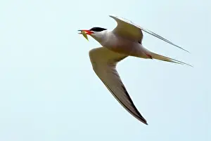 Scilly: Common Tern - adult with food for young