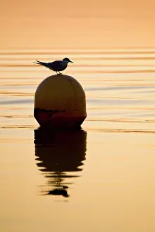 Buoy: Common Tern - on buoy at sunrise