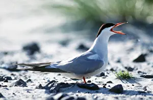 Tern: COMMON TERN - CALLING