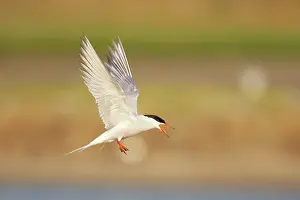 Whilst: Common Tern - Calling whilst coming in to land