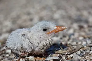 Parish: Common Tern Chick