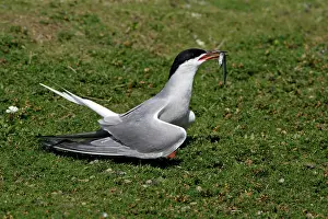 Sandeels: Common Tern - courtship displaying with sandeel in beak