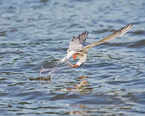 Takes: Common tern E takes fish