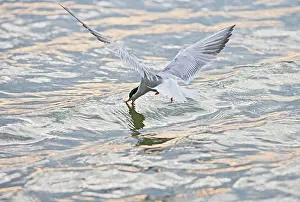 Takes: Common Tern E takes fish at sunset
