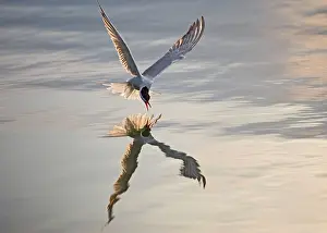 Takes: Common Tern E takes fish at sunset