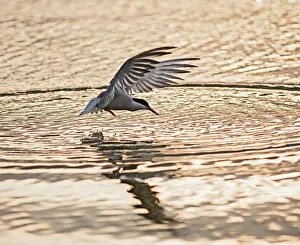 Takes: Common Tern E takes fish at sunset