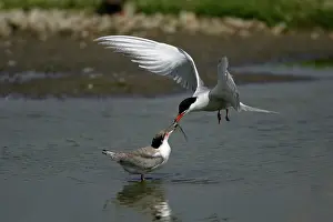 Biird: Common Tern - feeding juvenile biird, on the wing