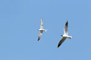 Chased: Common Tern with fish being chased by Black-headed Gull