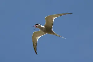 Scilly: Common Tern - in flight