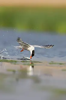 Delivering: Common Tern - In flight, dipping sandeel into
