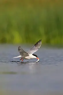 Delivering: Common Tern - In flight, dipping sandeel into