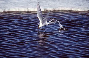 Tern: COMMON TERN - in flight, fishing