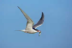 Sandeels: Common Tern - in flight with sandeel in beak