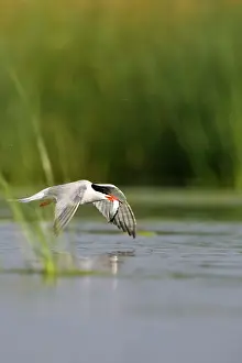 Sandeels: Common Tern - In flight, with a sandeel held in its bill