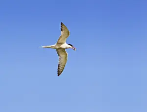 Flipping: Common Tern - flipping fish in flight