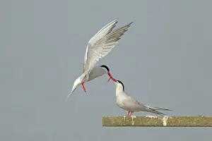 Rspb: Common Tern - food pass