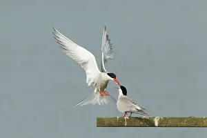 Rspb: Common Tern - food pass