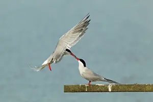 Rspb: Common Tern - food pass