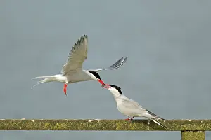 Rspb: Common Tern - food pass