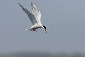 Whilst: Common Tern - hovering whilst hunting for fish