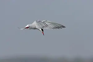 Whilst: Common Tern - hovering whilst hunting for fish