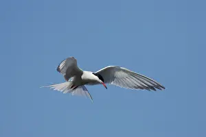 Whilst: Common Tern - hovering whilst hunting for fish