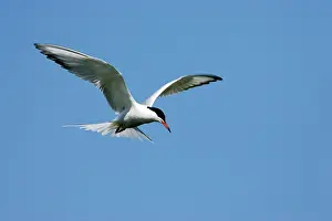 Whilst: Common Tern - Hovering whilst hunting for fish