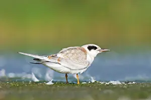 Jamaica: Common Tern - juvenile at Jamaica Bay NWR