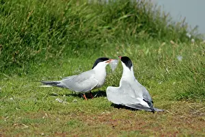 Offering: Common Tern - pair courtship displaying, with fish offering