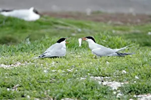 Offering: Common Tern - pair courtship displaying, with fish offering
