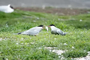 Offering: Common Tern - pair courtship displaying, with fish offering