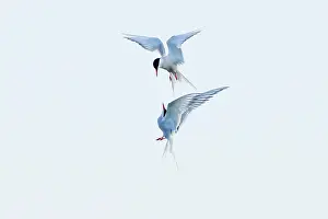 Jake Stephen: Common Tern - pair squabbling in flight