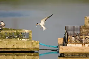 Arriving: Common Tern - Parent arriving with a sandeel at