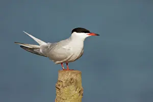 Vantage: Common Tern - perched on a vantage point overlooking