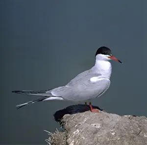 Tern: Common Tern - on rock