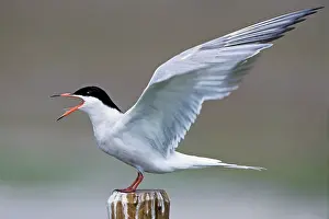 Screaming: Common Tern - screaming with open wings